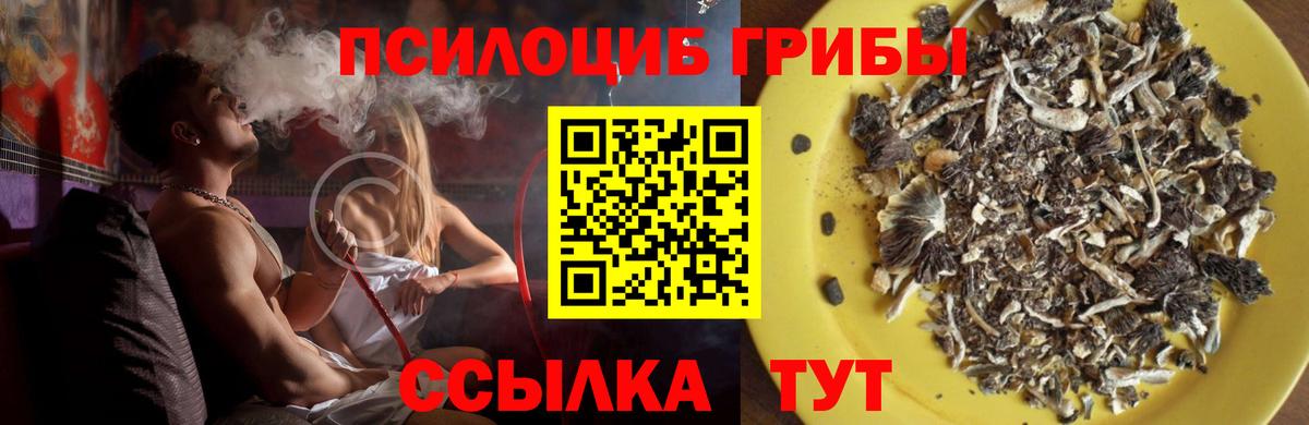 Артём  Псилоцибиновые грибы Cubensis  Галлюциногенные грибы прущие грибы  Вход с VPN 